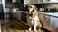 Placeholder: Sitting expectantly by the kitchen, a dog displays their best behavior to negotiate a tasty treat